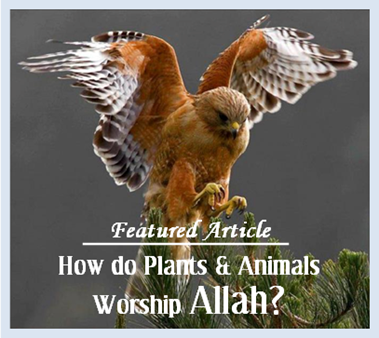 Do Plants, Animals & Insects Worship Allah? What Happens to them in the Hereafter?