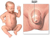 Baby natural penis illustration