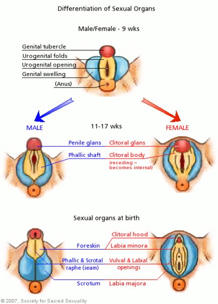 Embryo Genitals