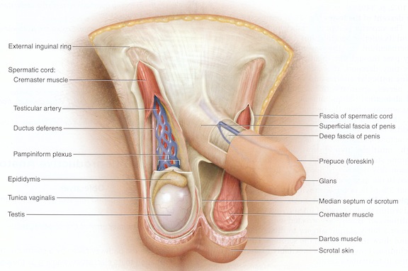 Penis And Vagina Diagram 87