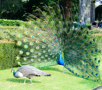 Peacock's Beauty
