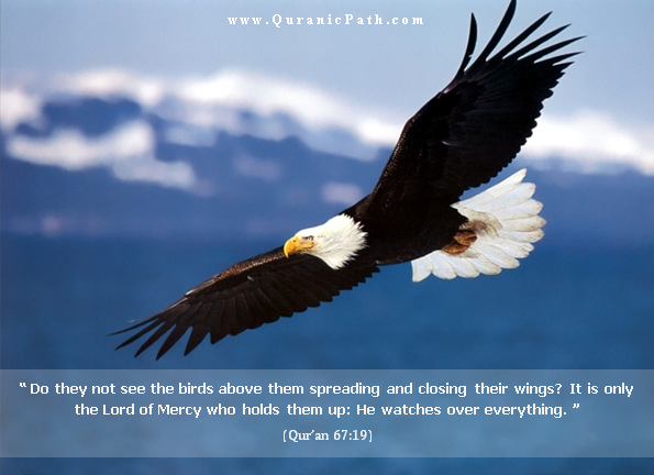 Bird in Quran