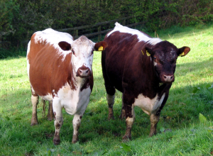 Cows