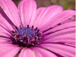 Purple flower