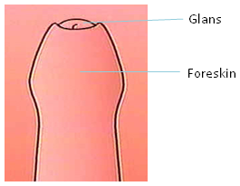 Foreskin