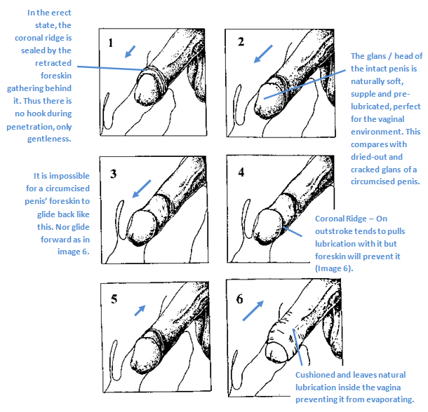 Intact sex illustration