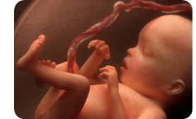 Umbilical Cord